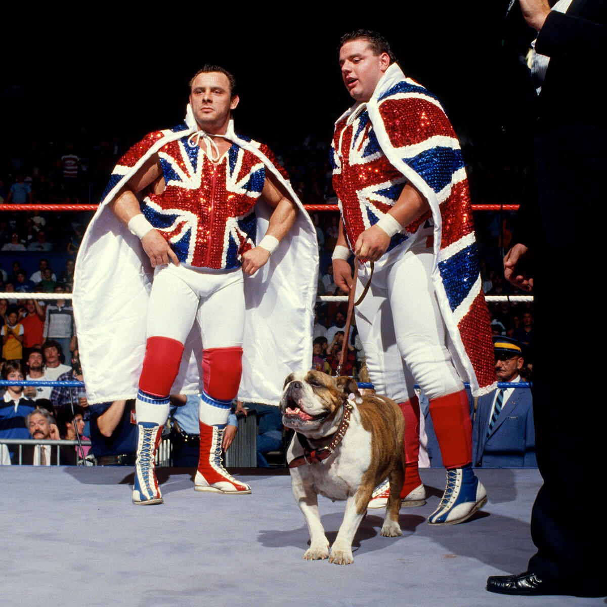 british bulldogs